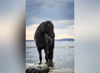 Caballos islandeses, Semental, 14 años, 140 cm, Negro