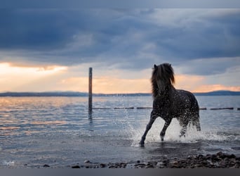 Caballos islandeses, Semental, 14 años, 140 cm, Negro