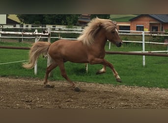 Caballos islandeses, Semental, 14 años, 140 cm, Red Dun/Cervuno