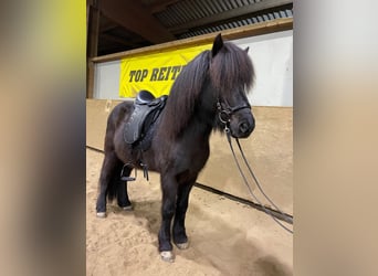 Caballos islandeses, Semental, 14 años, 145 cm, Negro