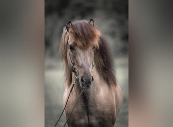 Caballos islandeses, Semental, 14 años, 146 cm, Bayo