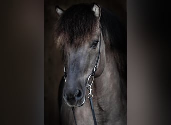 Caballos islandeses, Semental, 14 años, 146 cm, Bayo