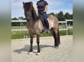 Caballos islandeses, Semental, 14 años, 146 cm, Bayo