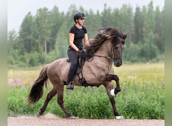 Caballos islandeses, Semental, 14 años, 146 cm, Bayo