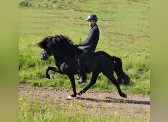 Caballos islandeses, Semental, 16 años, 143 cm, Negro