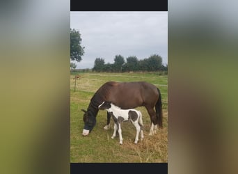 Caballos islandeses Mestizo, Semental, 1 año, 125 cm, Tobiano-todas las-capas