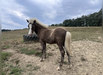 Caballos islandeses, Semental, 1 año, 140 cm, Alazán-tostado