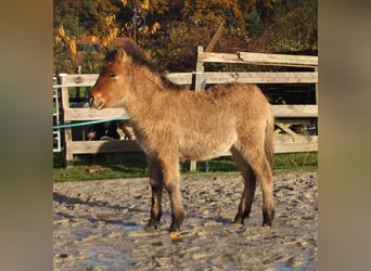 Caballos islandeses, Semental, 1 año, 140 cm, Bayo