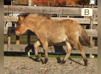 Caballos islandeses, Semental, 1 año, 140 cm, Bayo