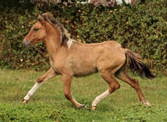 Caballos islandeses, Semental, 1 año, 140 cm, Bayo