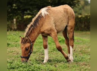 Caballos islandeses, Semental, 1 año, 140 cm, Bayo