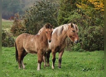 Caballos islandeses, Semental, 1 año, 140 cm, Bayo