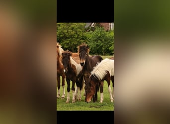 Caballos islandeses, Semental, 1 año, 140 cm, Castaño oscuro