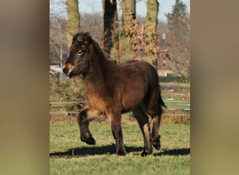 Caballos islandeses, Semental, 1 año, 140 cm, Castaño oscuro