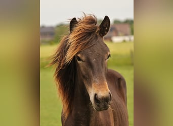 Caballos islandeses, Semental, 1 año, 140 cm, Castaño oscuro