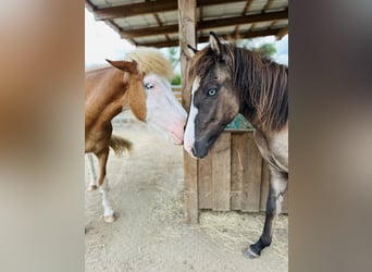 Caballos islandeses, Semental, 1 año, 140 cm, Grullo