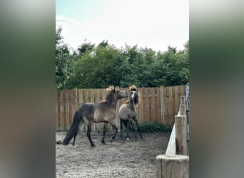 Caballos islandeses, Semental, 1 año, 140 cm, Grullo