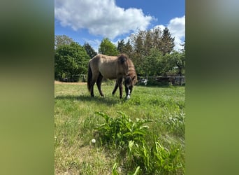 Caballos islandeses, Semental, 1 año, 140 cm, Grullo