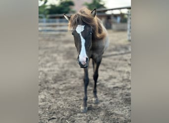 Caballos islandeses, Semental, 1 año, 140 cm, Grullo