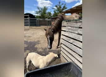 Caballos islandeses, Semental, 1 año, 140 cm, Grullo