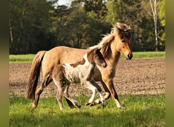 Caballos islandeses, Semental, 1 año, 140 cm, Pío