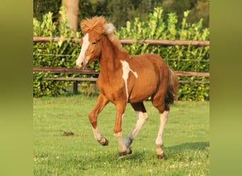 Caballos islandeses, Semental, 1 año, 140 cm, Pío