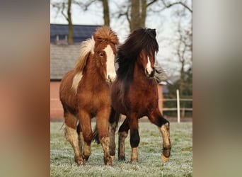 Caballos islandeses, Semental, 1 año, 140 cm, Pío