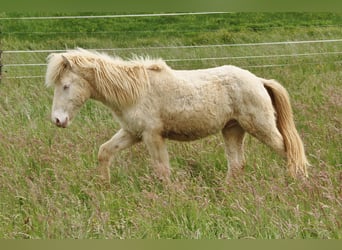 Caballos islandeses, Semental, 1 año, 142 cm, Perlino