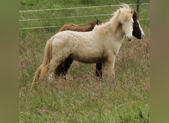 Caballos islandeses, Semental, 1 año, 142 cm, Perlino