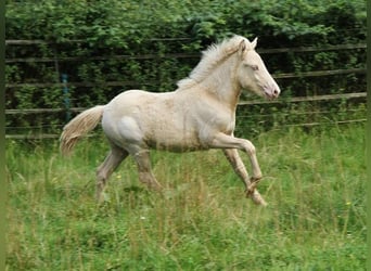 Caballos islandeses, Semental, 1 año, 142 cm, Perlino