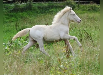 Caballos islandeses, Semental, 1 año, 142 cm, Perlino