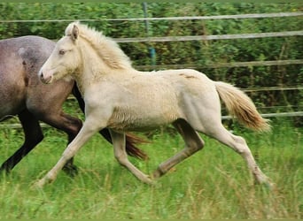 Caballos islandeses, Semental, 1 año, 142 cm, Perlino