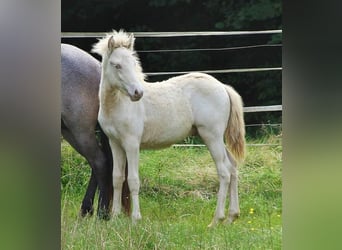 Caballos islandeses, Semental, 1 año, 142 cm, Perlino