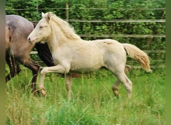 Caballos islandeses, Semental, 1 año, 142 cm, Perlino