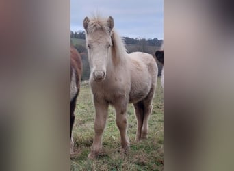 Caballos islandeses, Semental, 1 año, 142 cm, Perlino