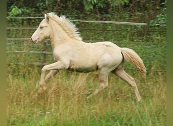 Caballos islandeses, Semental, 1 año, 142 cm, Perlino