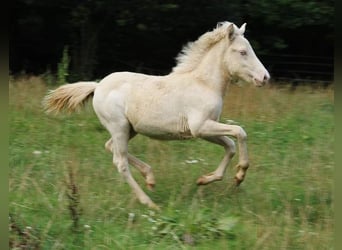 Caballos islandeses, Semental, 1 año, 142 cm, Perlino