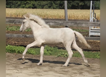Caballos islandeses, Semental, 1 año, 142 cm