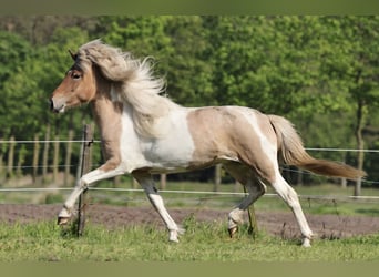 Caballos islandeses, Semental, 1 año, 142 cm