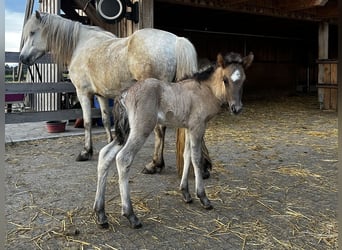 Caballos islandeses, Semental, 1 año, 143 cm, Bayo