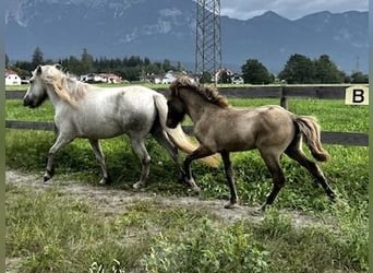 Caballos islandeses, Semental, 1 año, 143 cm, Bayo