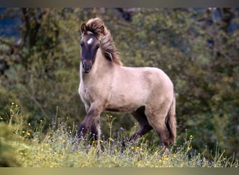 Caballos islandeses, Semental, 1 año, 143 cm, Bayo