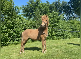 Caballos islandeses, Semental, 1 año, 143 cm, Red Dun/Cervuno