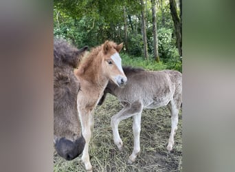 Caballos islandeses, Semental, 1 año, 145 cm, Alazán