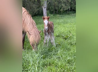 Caballos islandeses, Semental, 1 año, 145 cm, Alazán