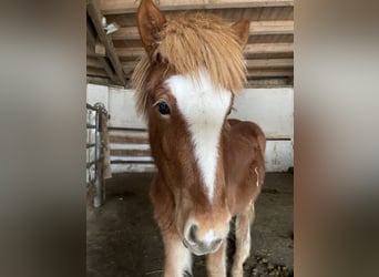 Caballos islandeses, Semental, 1 año, 145 cm, Alazán