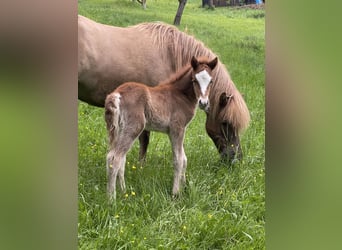 Caballos islandeses, Semental, 1 año, 145 cm, Alazán