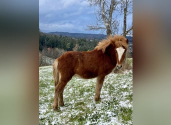 Caballos islandeses, Semental, 1 año, 145 cm, Alazán