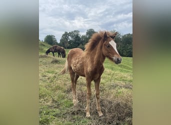 Caballos islandeses, Semental, 1 año, 145 cm, Alazán