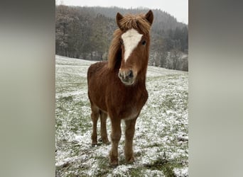 Caballos islandeses, Semental, 1 año, 145 cm, Alazán